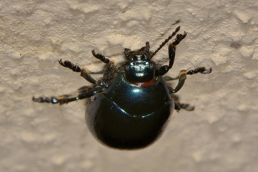 Chrysolina da id.
